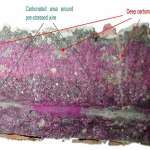 KARBONATLAŞMAYA DİRENÇ NEDİR?